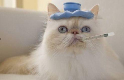 weme微密猫吃瓜,揭秘娱乐圈幕后故事