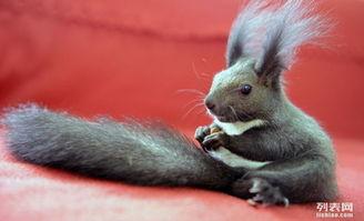 魔王松鼠吃松瓜,一场奇幻森林的美食冒险