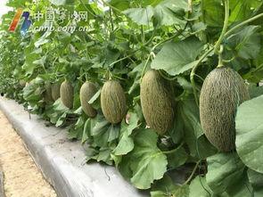 宁波外事吃瓜,吃瓜群众视角下的国际交流趣闻