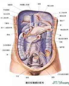 吃瓜人体解剖,揭秘人体奥秘与生理机能