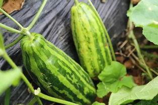 梦见死人摘瓜吃瓜啥意思,死人摘瓜吃瓜的象征意义