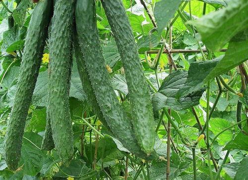 平常吃的梨瓜,夏日消暑佳品，口感与营养并存