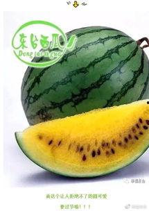 全全吃瓜,揭秘娱乐圈那些不为人知的幕后故事