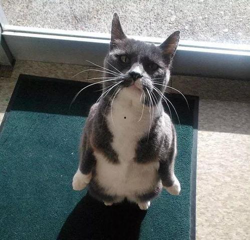 猫带你吃瓜,一场味蕾与视觉的盛宴